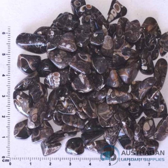 TS24 Turritella Agate PRICE PER 50gms - Click Image to Close